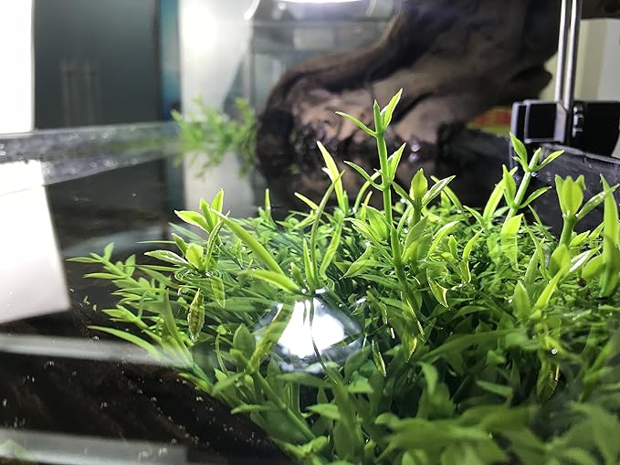 BEGONDIS Aquarium Decorations Fish Tank Artificial Green Water Plants Made of Soft Plastic