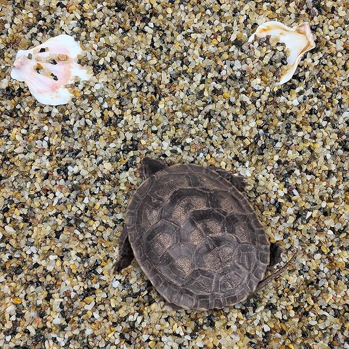 2 lbs Aquarium Sand. 1/16 Inch Coarse Pea Gravel for Fish Tank Substrate, Terrariums, Vase, Plant, Soil Cover and Outdoor Landscaping Small River Stones