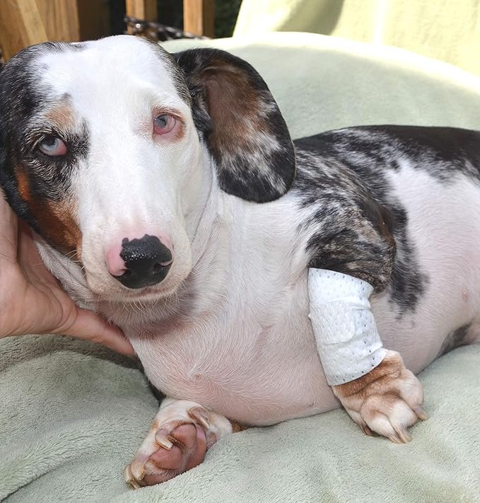 Basic Leg Bandages for Dogs, Cats and Other Pets First Aid Non-Adhesive Fur Friendly - Value 10 Pack (5 Standard, 5 Wide) by PawFlex (XX-Small)