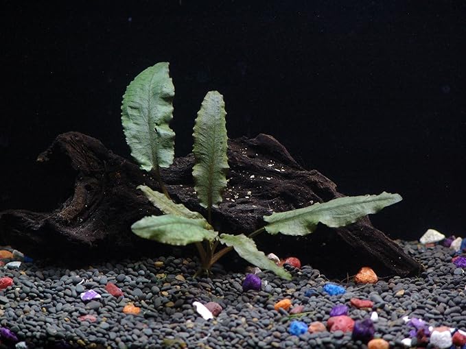 30+ Stems - 8 Species - - Anacharis, Amazon, Rotala, Ludwigia and More!